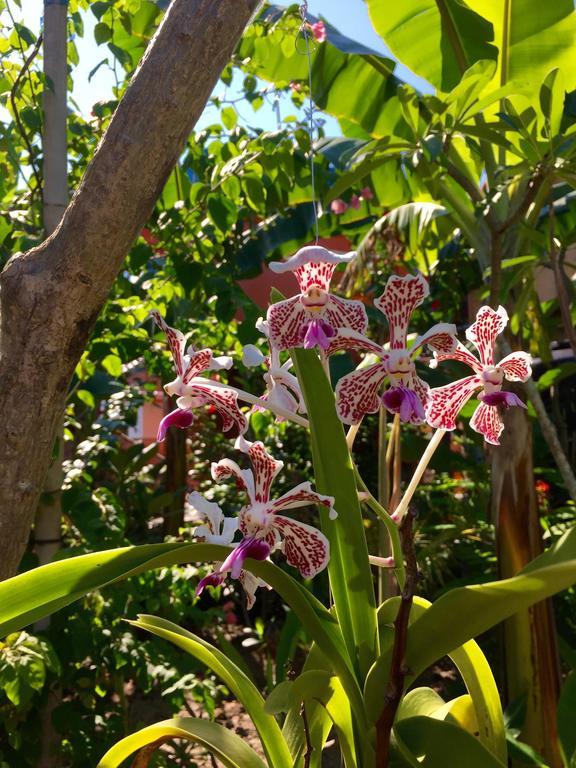 Mahogany Cottage Gili Meno Rum bild